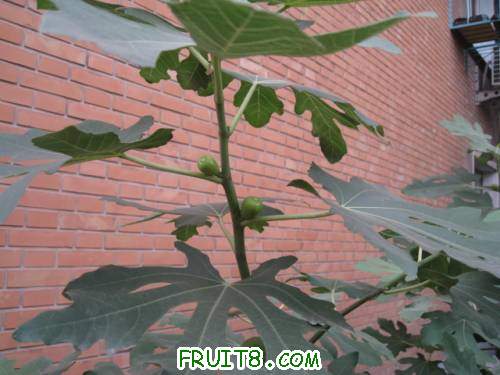 Ƭ 032.jpg