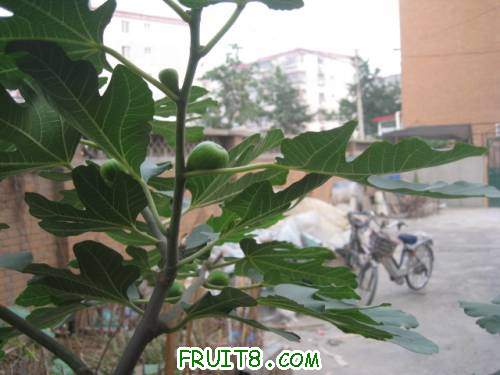 Ƭ 046.jpg