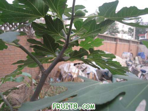 Ƭ 045.jpg
