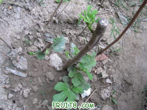 Ƭ 066.jpg