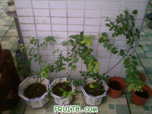 20110622243.jpg