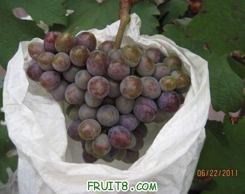 20110622-ƭ�Ӻ���03.jpg