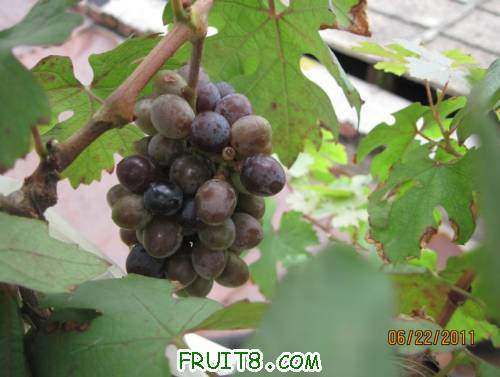 20110622-ƭ�Ӻ���01.jpg