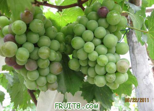 20110622-�޷忴�ž��˷�02.jpg