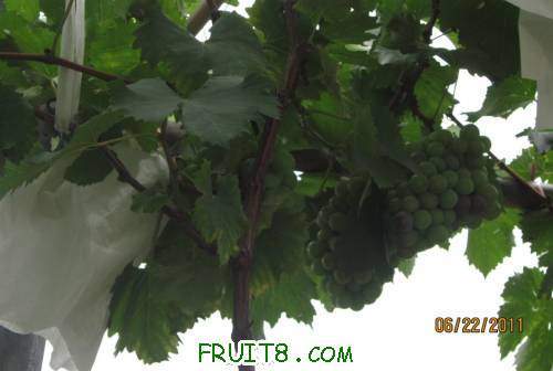 20110622-�޷忴�ž��˷�03.jpg