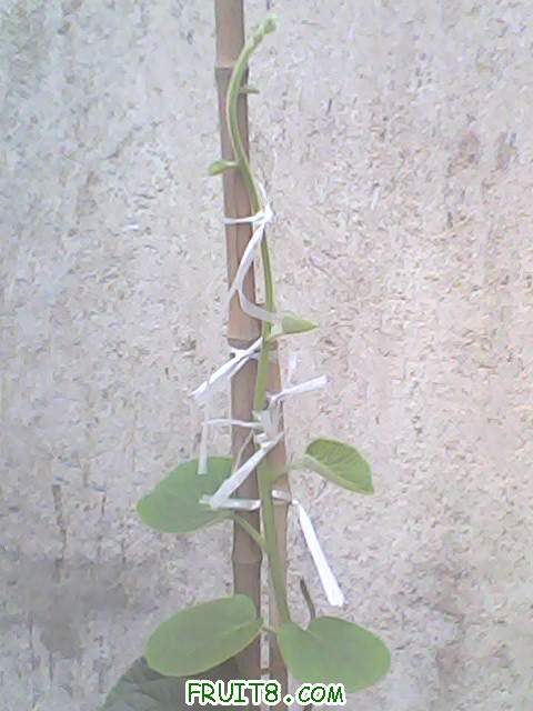 IMG0117A.jpg