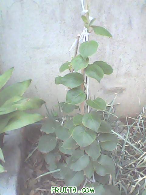 IMG0114A.jpg