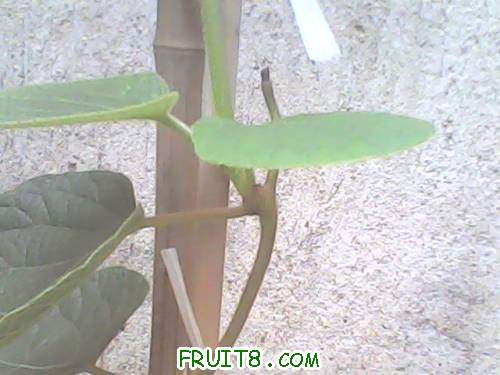 IMG0118A.jpg