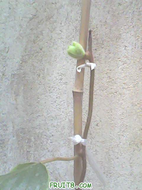 IMG0116A.jpg