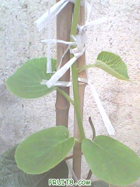 IMG0119A.jpg