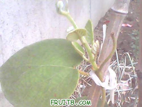 IMG0115A.jpg