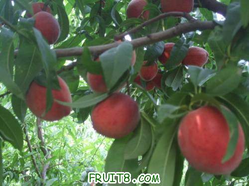 2011��7��2����֮�Ρ��������� 007.jpg