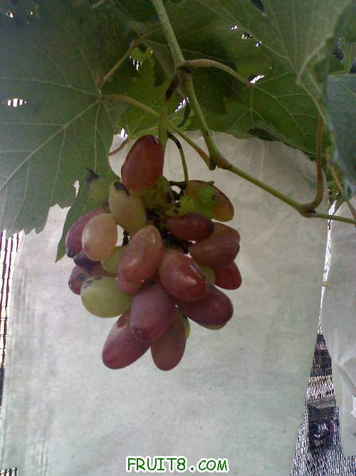 20110701180054.jpg