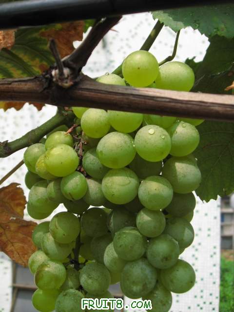 Ƭ 015.JPG