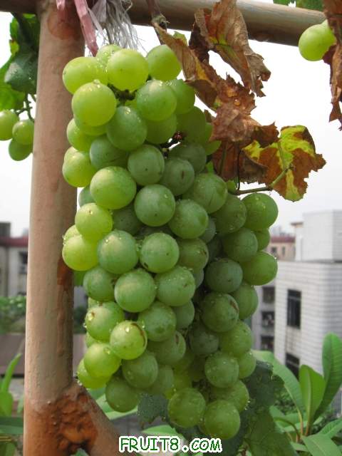 Ƭ 009.JPG
