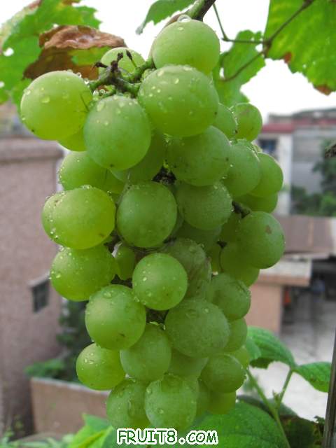 Ƭ 006.JPG