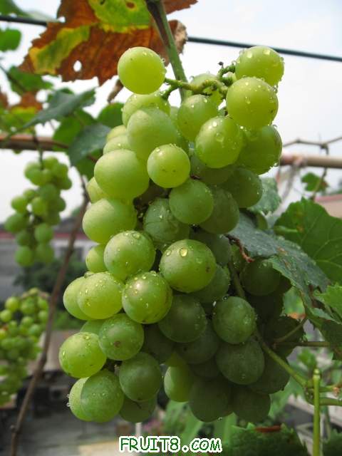Ƭ 011.JPG
