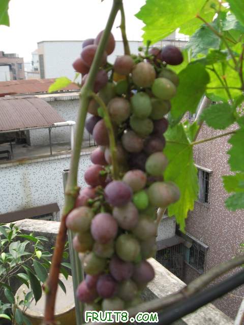 Ƭ 044.JPG