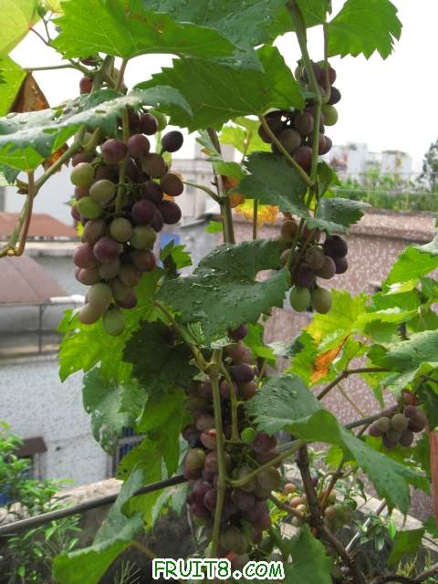 Ƭ 033.JPG