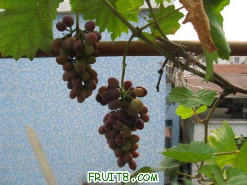 Ƭ 043.JPG