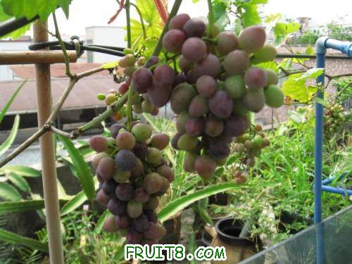 Ƭ 041.JPG