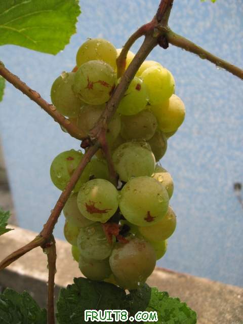 Ƭ 023.JPG