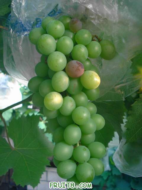 �츻ʿǰ������Ƭ