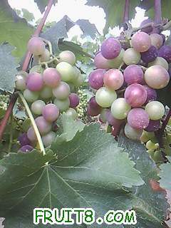 ͬһ�ؿ飬ͬ�ڹҹ����٣�����ɫ�ľ޷塣