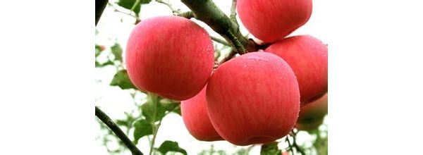 ��ԪӪ��������ƻ����ũ��