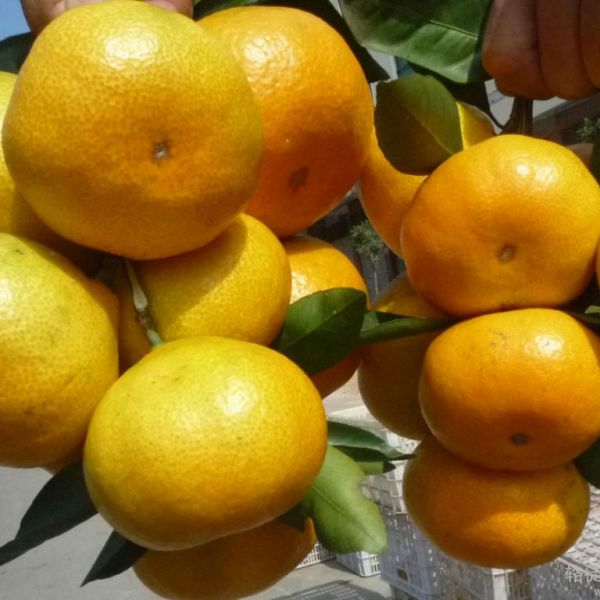 �������������������