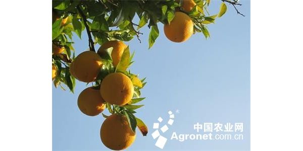 ��Ѯ����ֻ������һ���ֳ�
