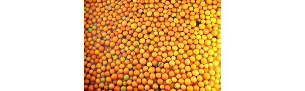 2015/2016ϷǸٲȶ йг