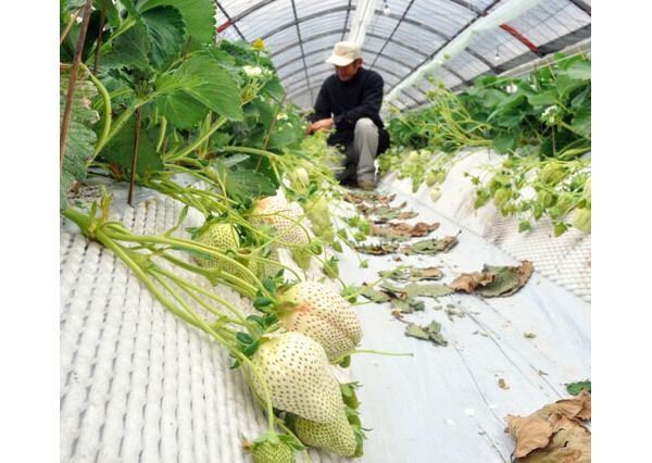 ձƳɫݮ 9Ųݮۼ۽1731Ԫ