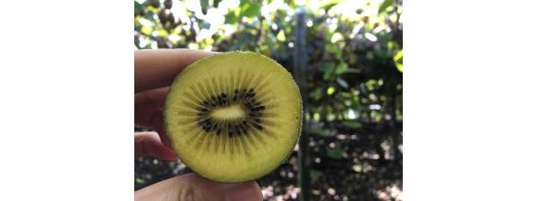⨺֮ǡKiwi Kiss